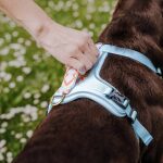 Close-up harness Coral Blue with handle