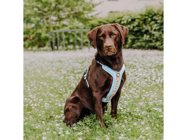 Brauner Hund sitzt mit Geschirr Coral Blau