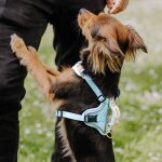 Premium Padded Dog Harness - Coral/Blue - Image 5