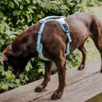 Dog stands on bench with premium harness in coral blue