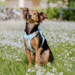 Premium Padded Dog Harness - Coral/Blue - Image 4