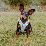 Mini dog in XS harness in coral blue sitting from the front