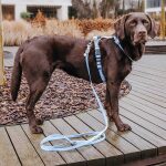 Lead harness - Outdoor FLEX - 5-way adjustable with handle - Taupe/Blue - Image 5