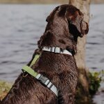 Harness - Outdoor FLEX - 5-way adjustable with handle - gray/green - Image 7