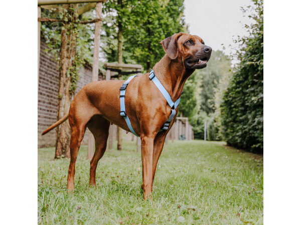 Large brown dog with outdoor harness in taupe/blue