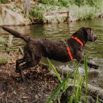 Lead harness - Outdoor FLEX - 5-way adjustable with handle - neon orange/green - Image 7