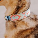 Small dog with collar close in coral blue