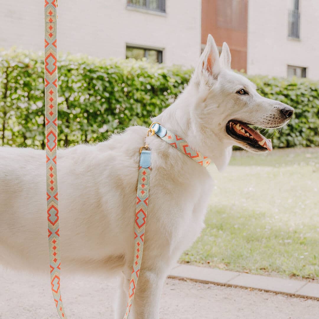 premium-hundehalsband-leine-coral-blau-xl-hund Weißer Schäferhund mit Halsband und Leine in Coral-Blau