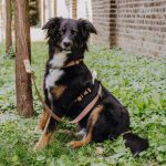 Outdoor FLEX lead - 3-way adjustable - mocha/mousse - Image 5