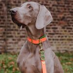 Führleine Outdoor FLEX, Halsband – Neon-Orange/Grün Detail