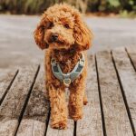 Premium Hundegeschirr Gepolstert - Anthrazit/Eisblau – Bild 6