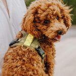 Premium Hundegeschirr Gepolstert - Olivgrün/Neongelb – Bild 3