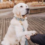 Premium Hundehalsband, Leine Gepolstert - Anthrazit/Eisblau