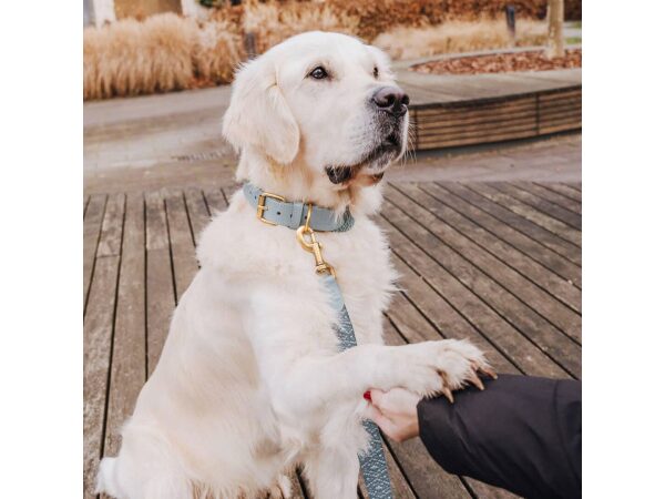 Premium Hundehalsband, Leine Gepolstert - Anthrazit/Eisblau