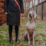 Führleine Outdoor FLEX, Halsband – Neon-Orange/Grün