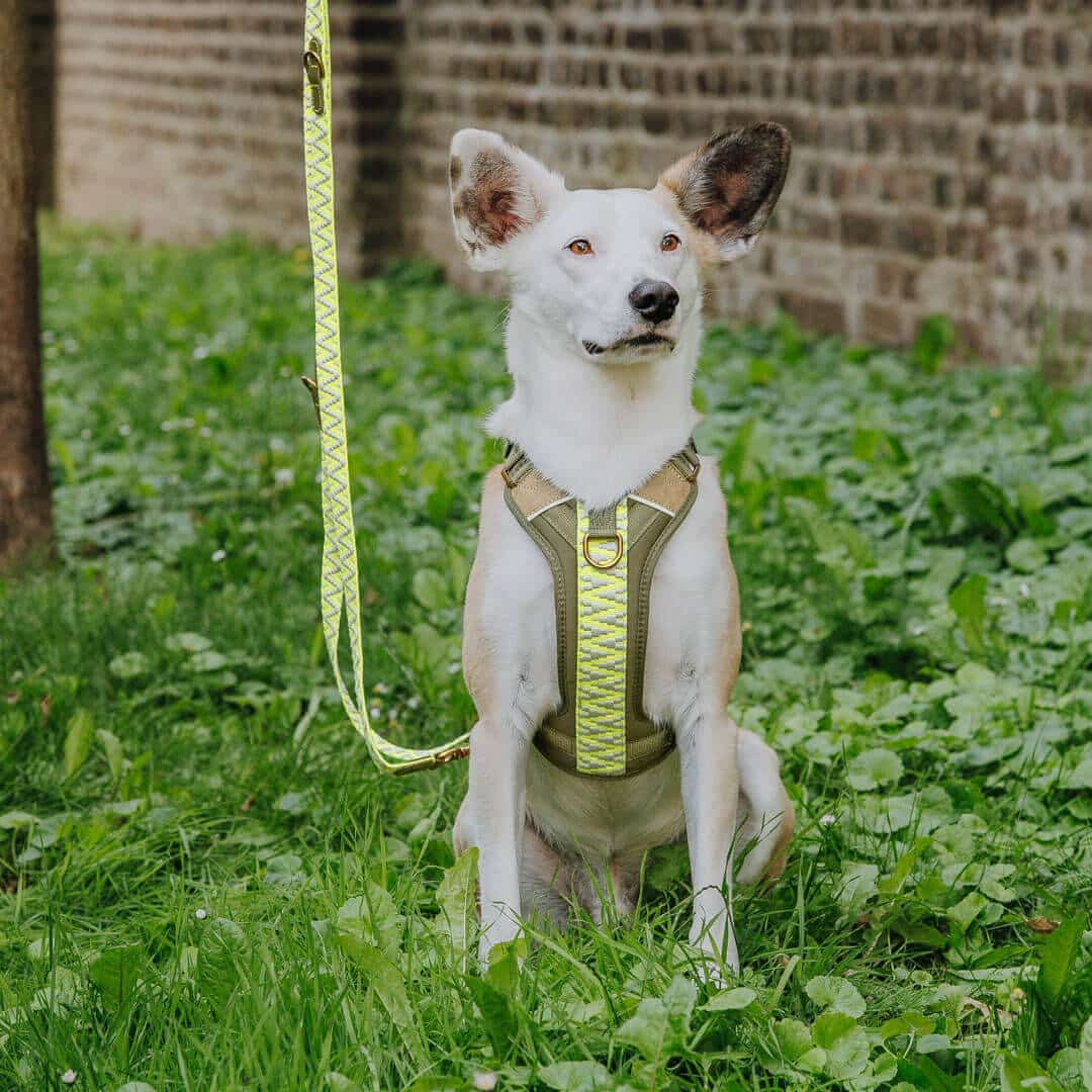 hey-lana-hundegeschirr-hundeleine-olivegruen-neongelb-vorne Premium Hundegeschirr Gepolstert - Olivgrün/Neongelb – Bild 1