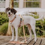 Lead harness - Outdoor FLEX - 5-way adjustable with handle - Mocca/Mousse - Image 8