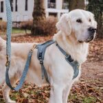 Hey Lana Premium Hundegeschirr Gepolstert - Anthrazit/Eisblau