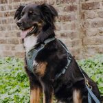 Premium Hundegeschirr Gepolstert - Anthrazit/Eisblau – Bild 8