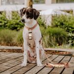 Lead harness - Outdoor FLEX - 5-way adjustable with handle - Mocca/Mousse - Image 5