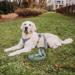 Premium Hundegeschirr und Leine Gepolstert - Anthrazit/Eisblau liegend
