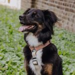 Lead harness - Outdoor FLEX - 5-way adjustable with handle - Mocca/Mousse - Image 3