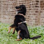 Lead harness - Outdoor FLEX - 5-way adjustable with handle - Mocca/Mousse