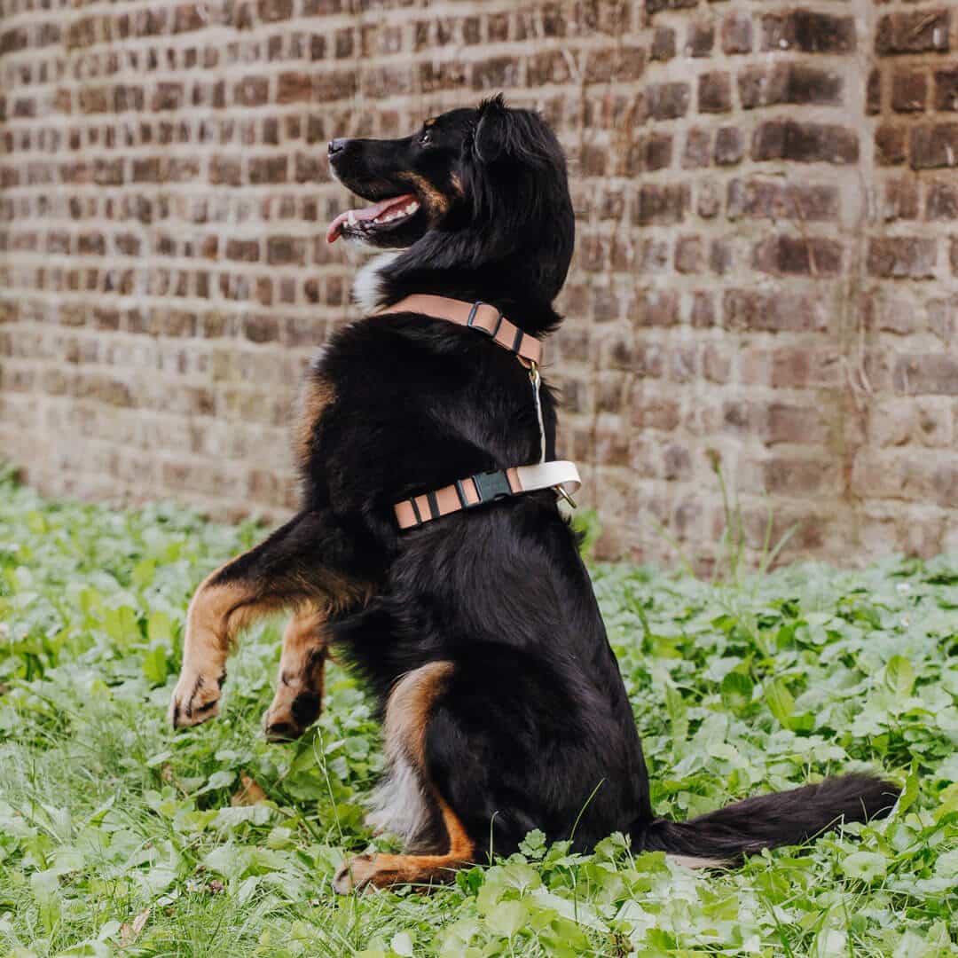 hey-lana-hundegeschirr-mocca-mousse-haltegriff Führgeschirr - Outdoor FLEX - 5-fach verstellbar mit Haltegriff - Mocca/Mousse – Bild 1