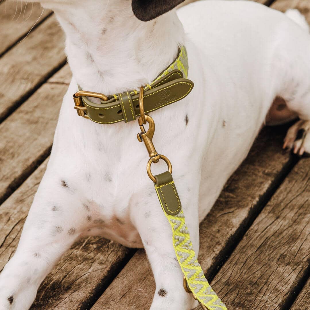 hey-lana-hundehalsband-hundeleine-olivgruen-neongelb-detail Premium padded dog collar - olive green/neon yellow - Image 1