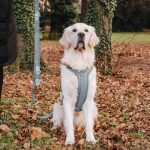 Hey Lana Premium Hundegeschirr, Leine Gepolstert - Anthrazit/Eisblau