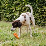 Dog toy - Carotty - Image 5
