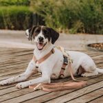 Outdoor FLEX lead - 3-way adjustable - mocha/mousse - Image 3