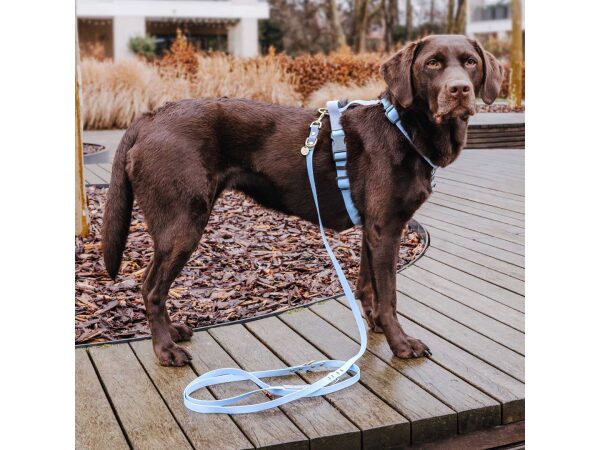 Hey Lana Outdoor FLEX lead - 3-way adjustable, harness - dove/blue