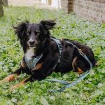 Premium Führleine - 3-fach verstellbar - 2m - Anthrazit/Blau – Bild 4