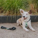 Outdoor FLEX lead - 3-way adjustable - black/mint