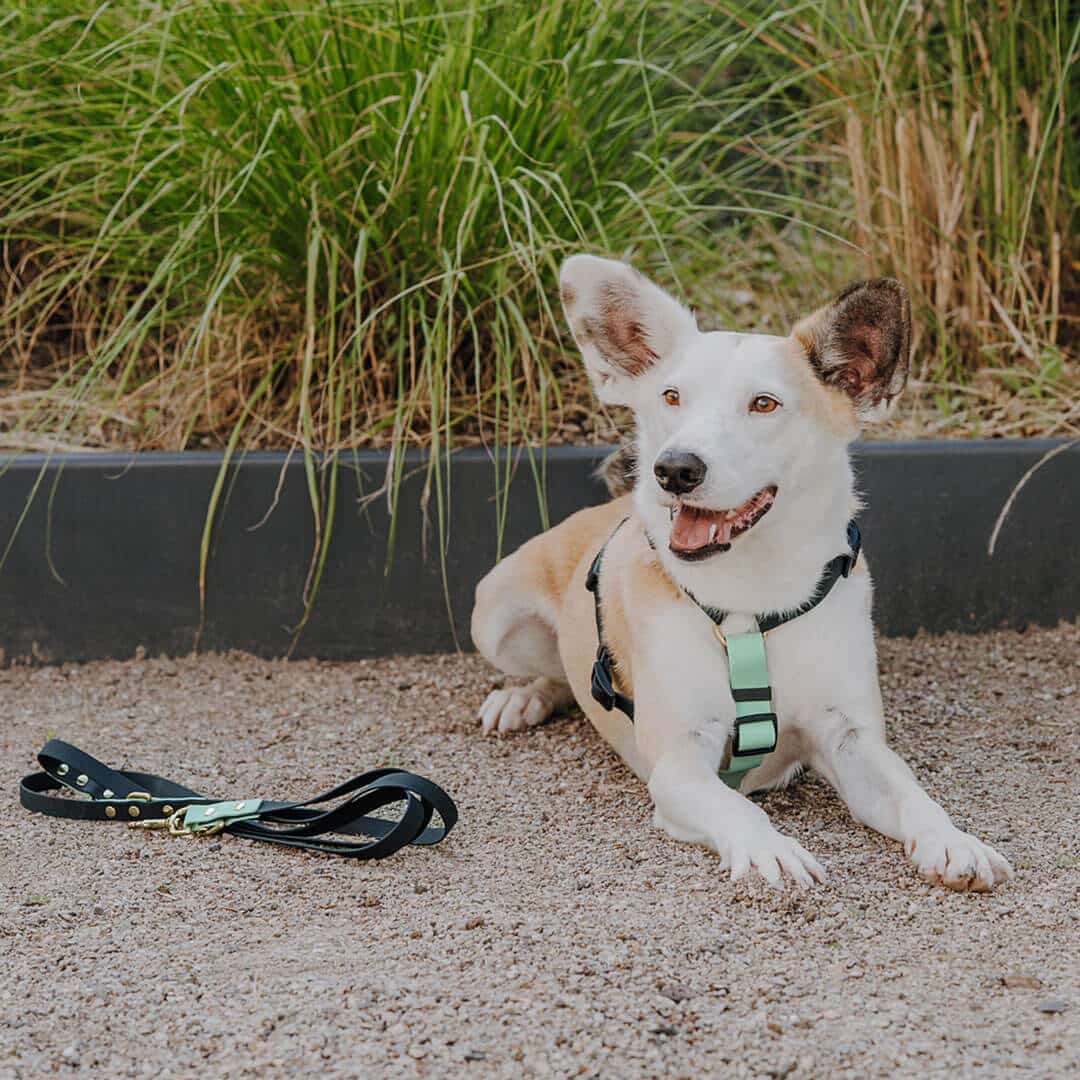 hey-lana-outdoor-geschirr-leine-schwarz-mint Outdoor FLEX lead - 3-way adjustable - black/mint - Image 1