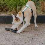 Outdoor FLEX lead - 3-way adjustable - black/mint - Image 5