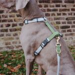 Führleine Outdoor FLEX, Geschirr – Grau/Grün Detail