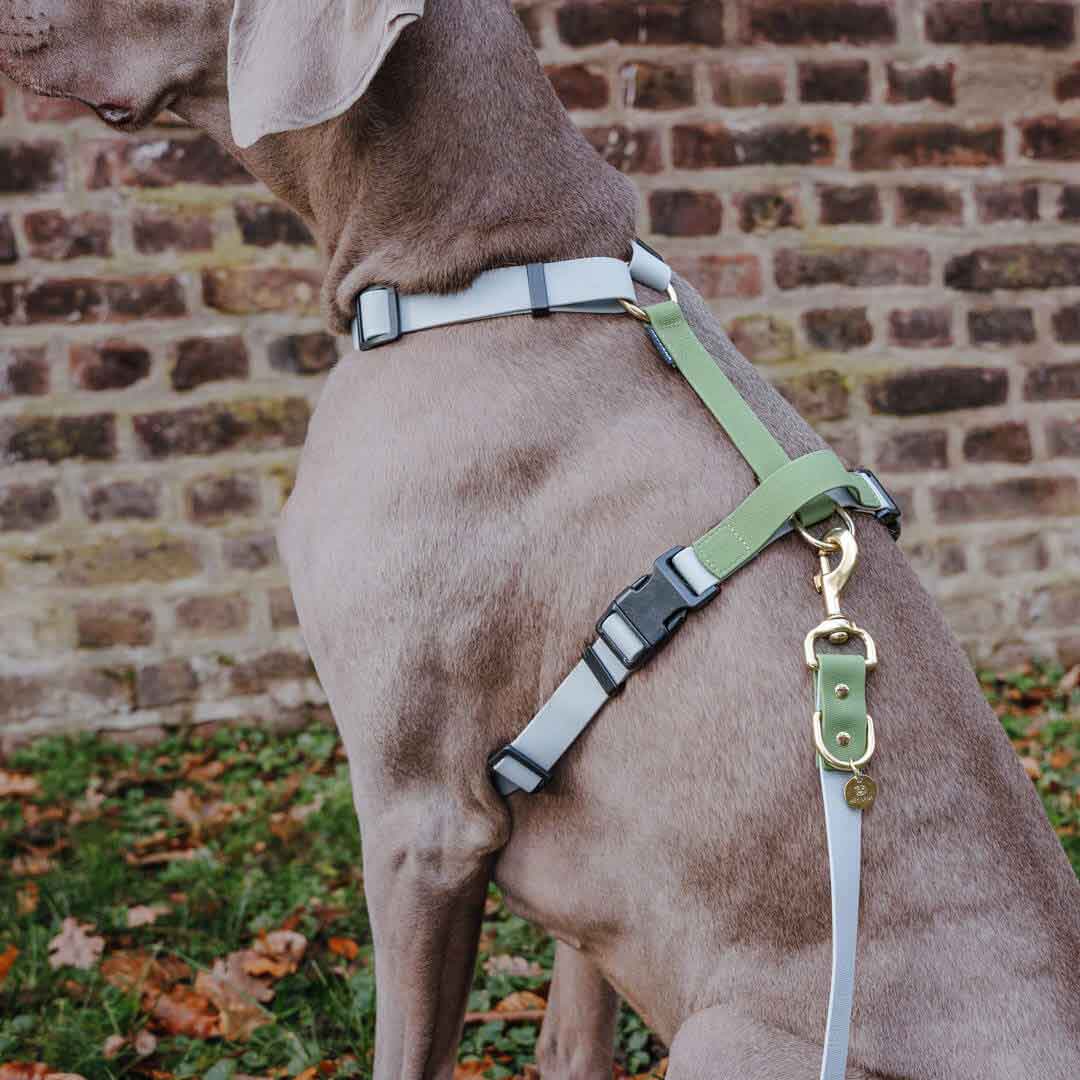 Führleine Outdoor FLEX, Geschirr – Grau/Grün Detail Führleine Outdoor FLEX, Geschirr – Grau/Grün Detail