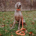 Outdoor FLEX lead, collar - neon orange/green