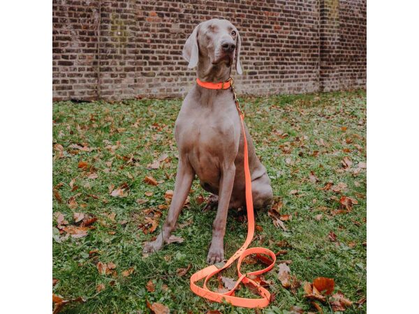 Führleine Outdoor FLEX, Halsband – Neon-Orange/Grün