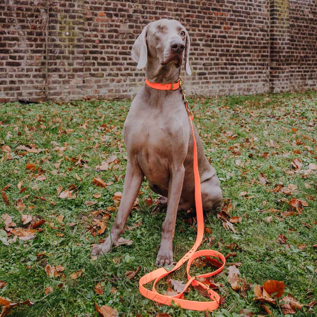 Outdoor FLEX lead, collar - neon orange/green Outdoor FLEX lead, collar - neon orange/green