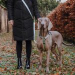 Führleine Outdoor FLEX, Geschirr – Grau/Grün