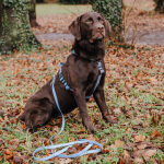 Outdoor FLEX Leash, Harness - Dove/Blue