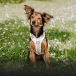 Hundegeschirr Hey Lana