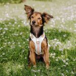 Hundegeschirr gepolstert Pink / Beige Hund von vorne in XS