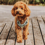 Premium padded dog harness - anthracite/ice blue - Image 6