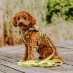 Premium lead - 3-way adjustable - 2m - olive green/neon yellow