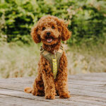 Premium padded dog harness - olive green/neon yellow