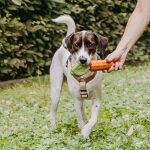 Hundespielzeug - Carotty